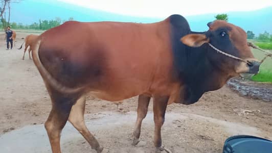 4 Sahiwal cows for sale  Faisalabad