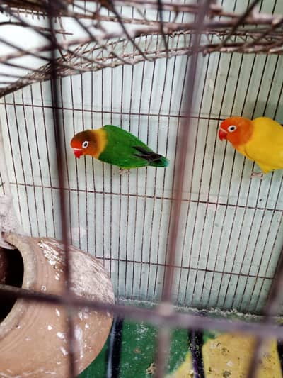 Cocktail+LoveBirds