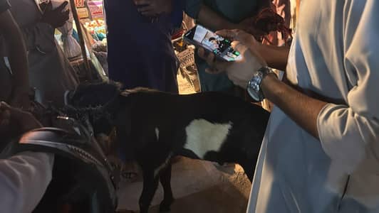 ager Kise Bhai ny bakraa zibaa kerwanaa hian to rabtaa kery