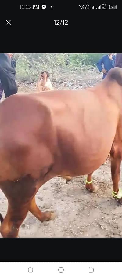 beautiful cow & goats