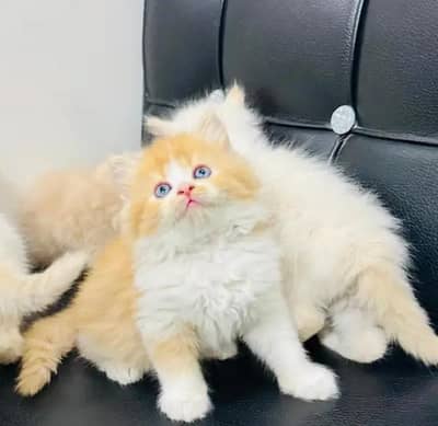 Persian female kitten for sale 0348_9629855 Whatsapp number
