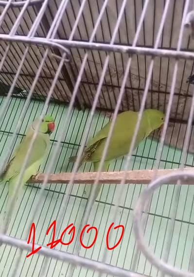 fawn coctal male or Ringneck pir