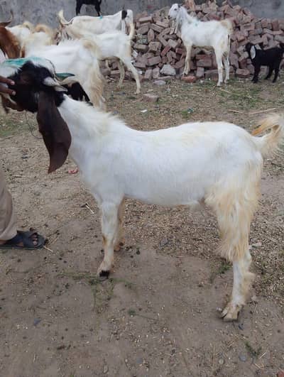 Qurbani