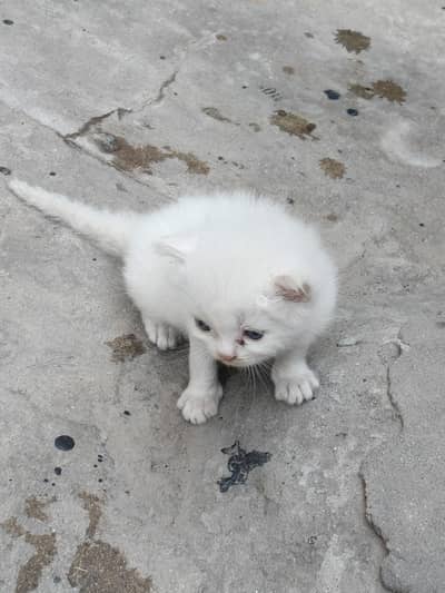 persian cat kitten paper white blue eyes  health and active