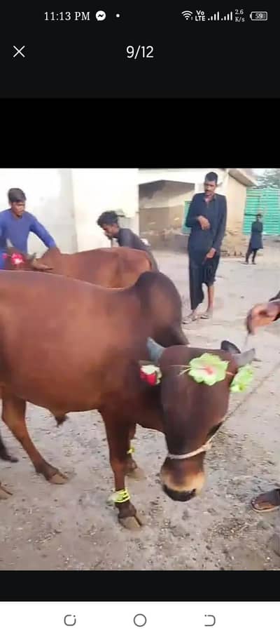 qurbani janwar beautiful cow