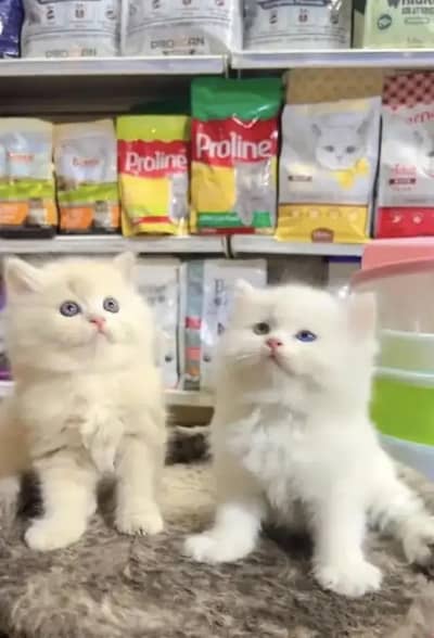 Persian female kitten for sale 0348_9629855 Whatsapp number