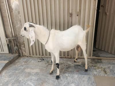 only white bakra for sale 2 dant ka hai qurbani ky liye ready hai
