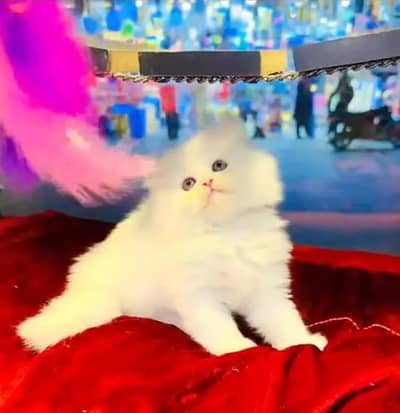 Persian female kitten for sale 0348_9629855 Whatsapp number