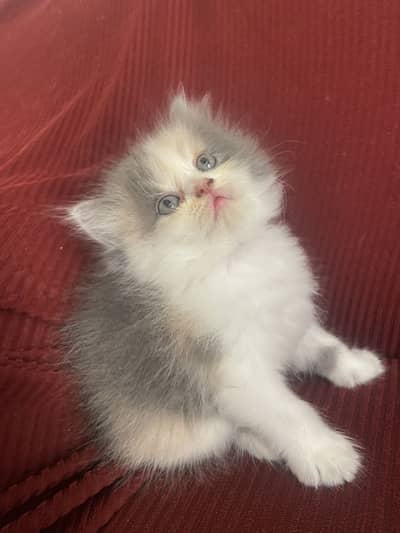 Persian semi punch