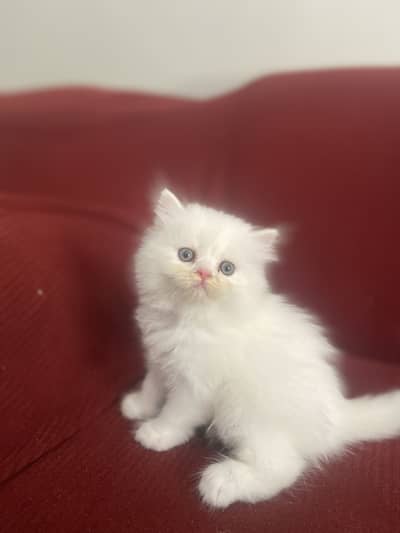 Persian semi punch