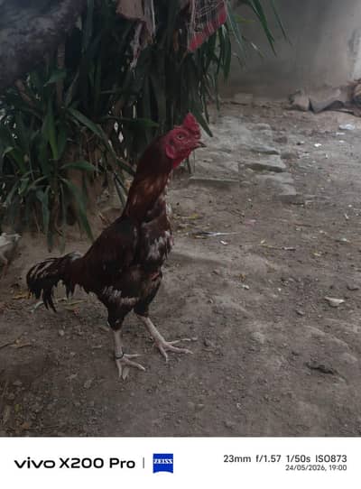 peela lakha