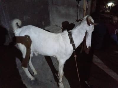 Ando Bakra