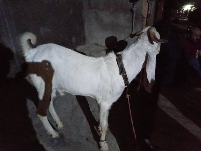 Ando Bakra 0