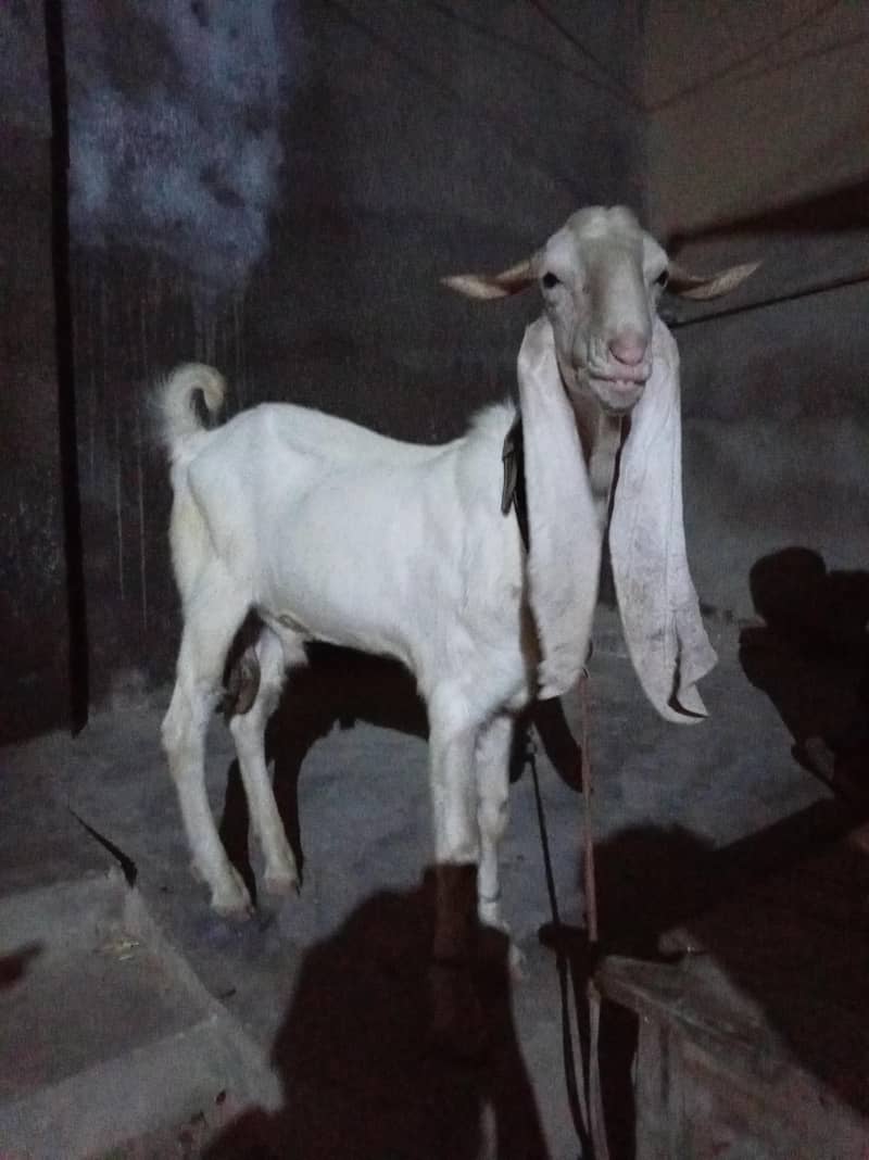 Ando Bakra 1
