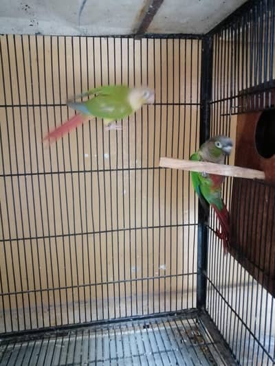 Conure