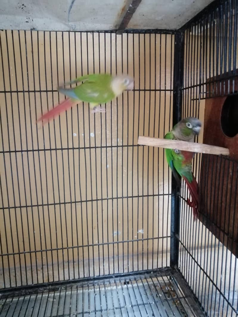 Conure 0