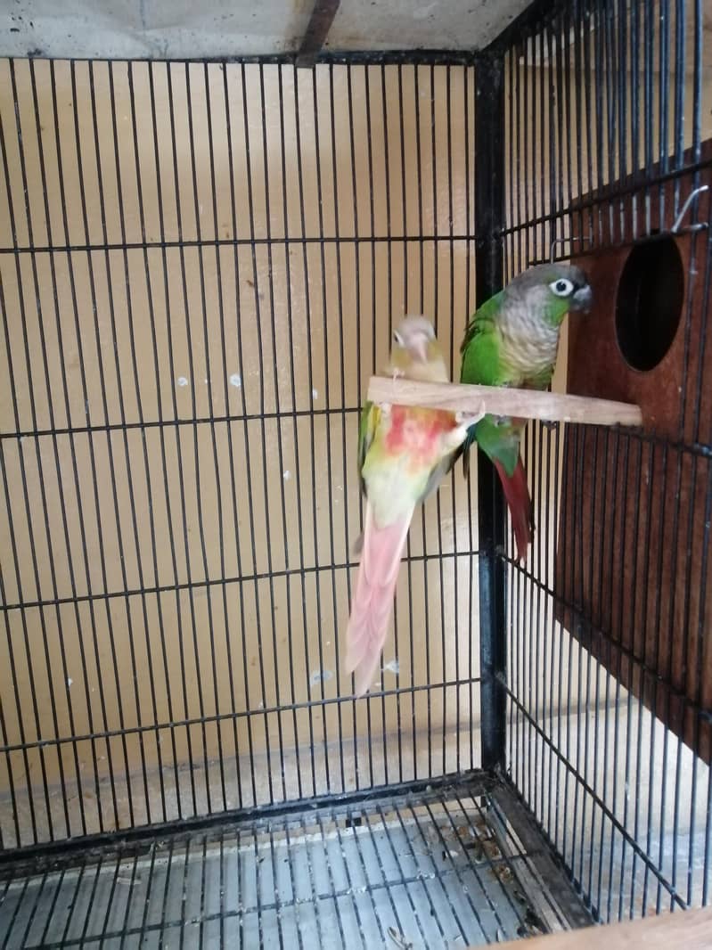 Conure 1
