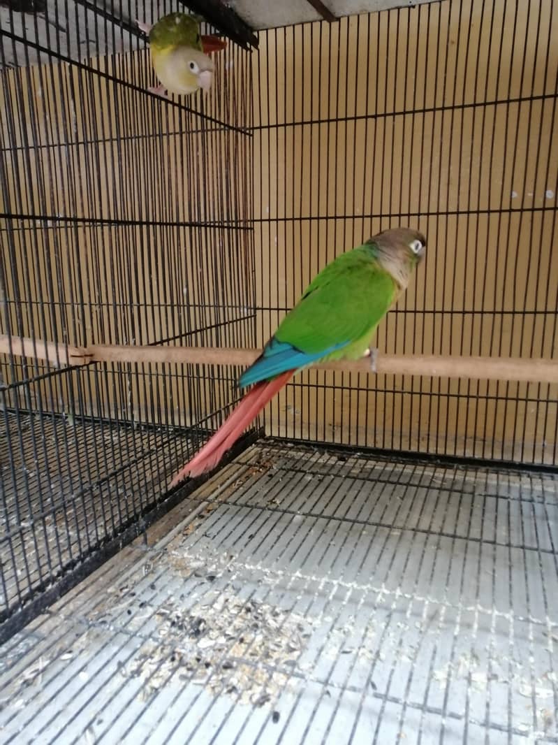 Conure 2