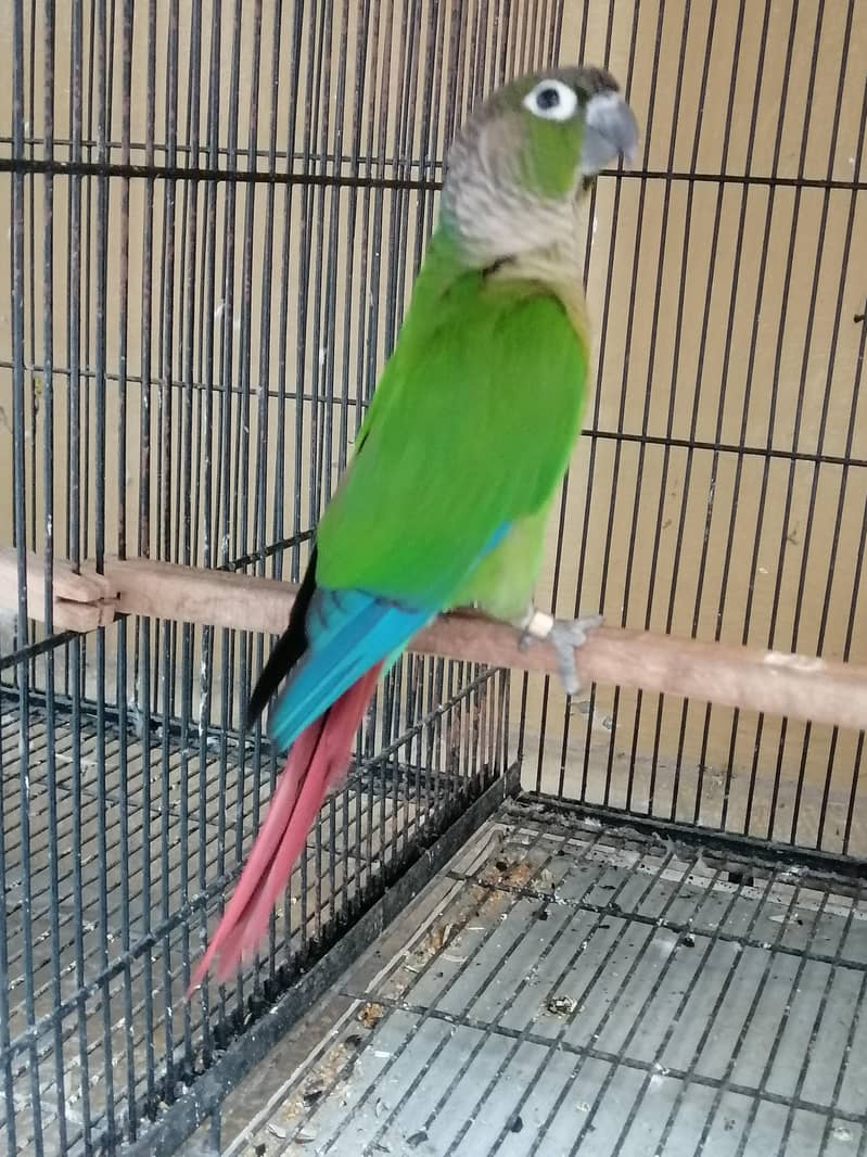 Conure 3