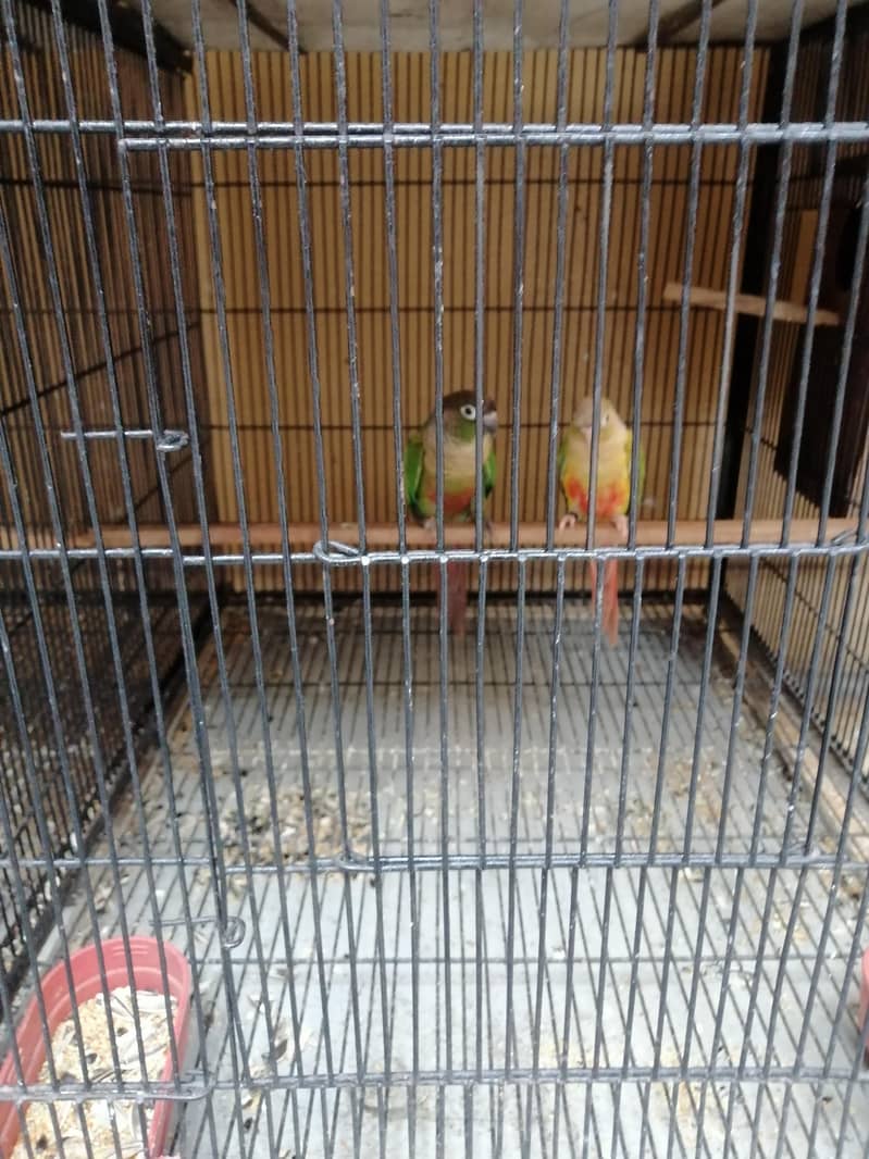 Conure 4