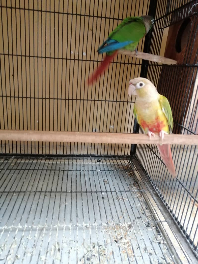 Conure 5