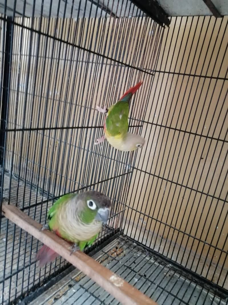 Conure 6