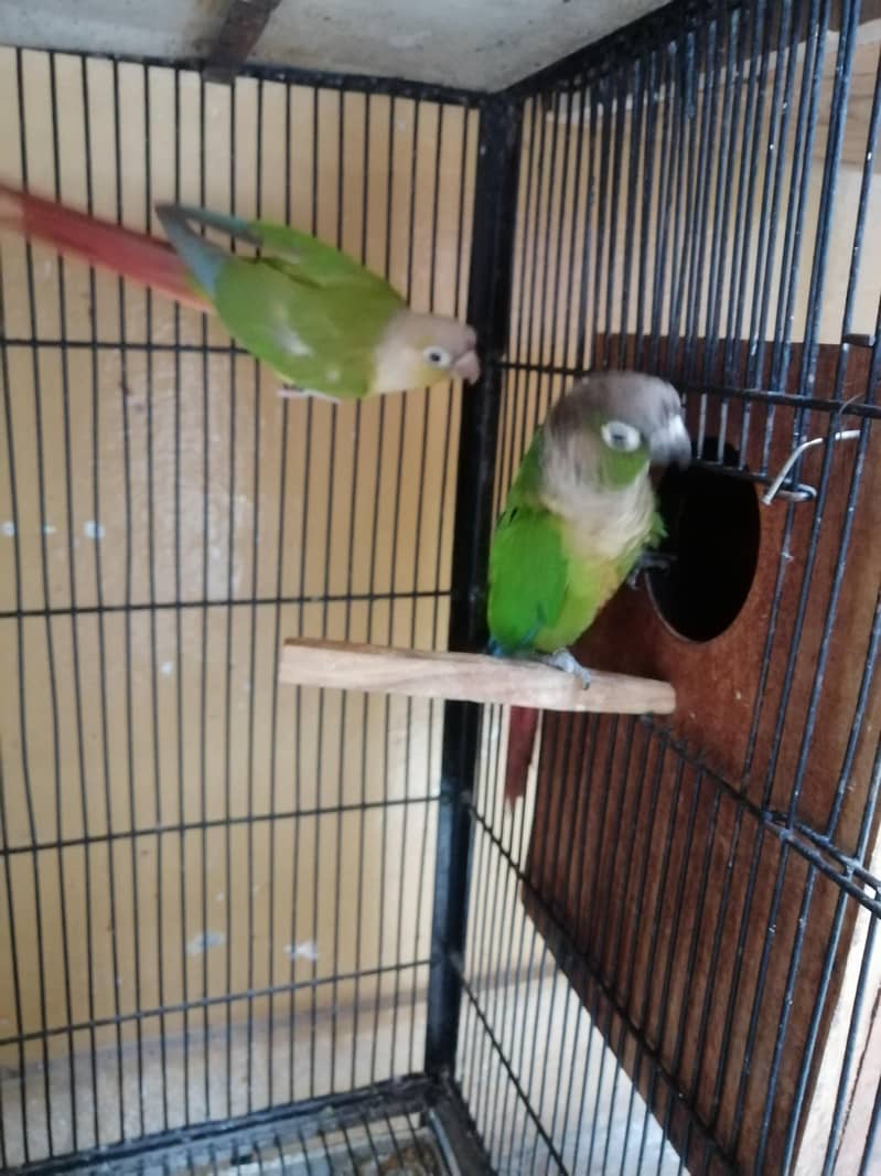 Conure 7