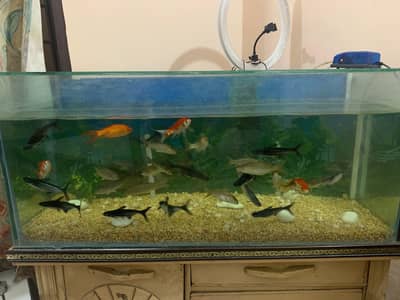 Aquarium and Fish Blue shark and different fish