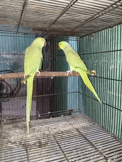 Ringneck breeder pair healthy and active