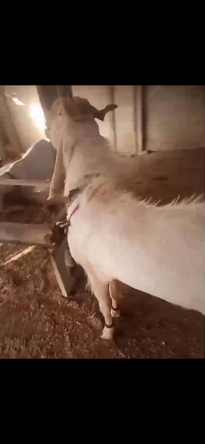 2 male goats avaiilable for sale in gadap abdullah hotel