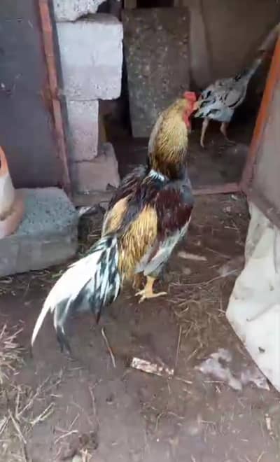aseel birds for Sale urjant aseel murga  aseel pathy pahtiya for sale