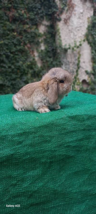 Holland lop Bunnies | Punched face | top quality