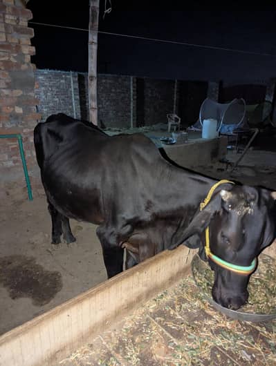 cow sale for qurbani