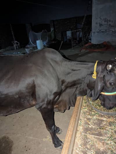 cow sale for sale