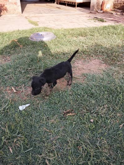 German shepherd female puppy 1 month double coat very healthy