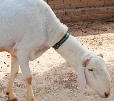 Beautiful Qurbani Fateh jhangi Dumba