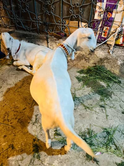 Barbari | rajan puri | Bakra | Goat | Qurbani | 2 Dant | بکرا