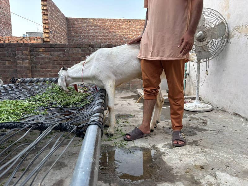 Bakra 0