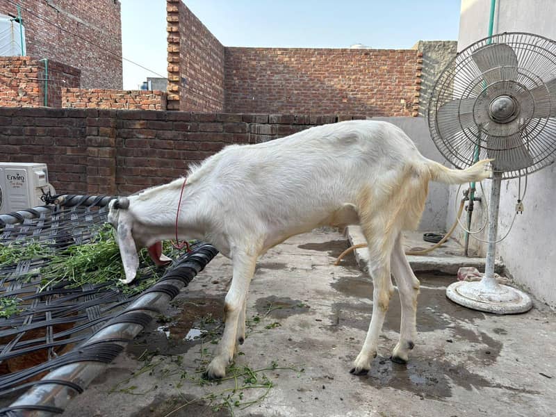 Bakra 1
