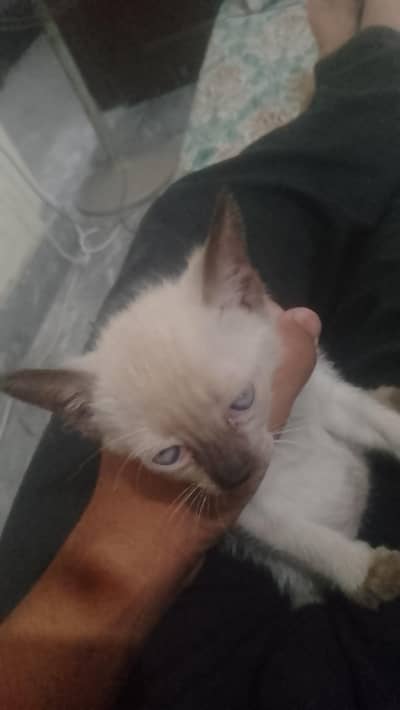 Siamese mix kitten