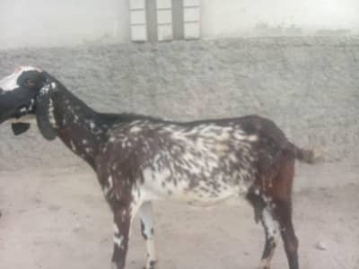 bakra for sale 2 teeth