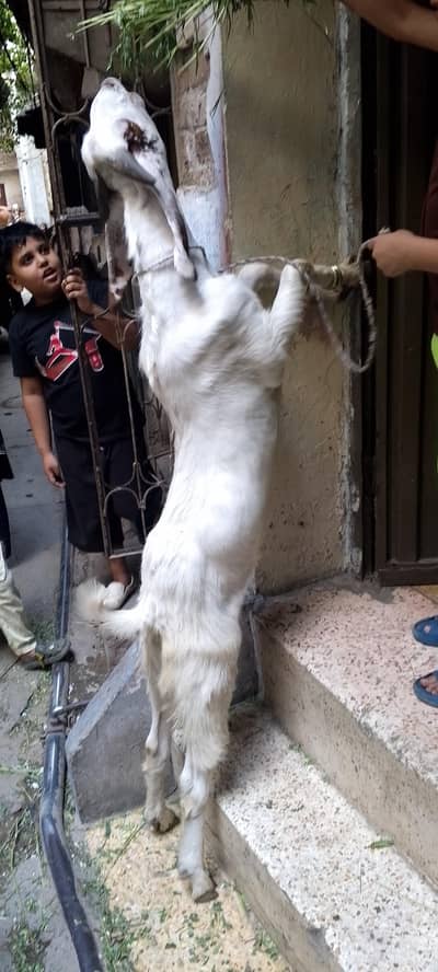 qurbani