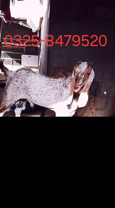 goat for sale مکھی چینی