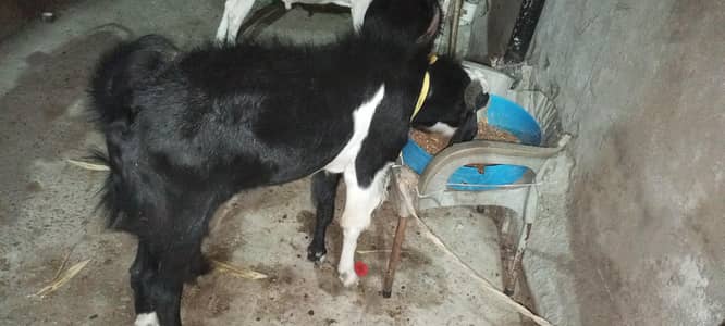 donda bakra for sale