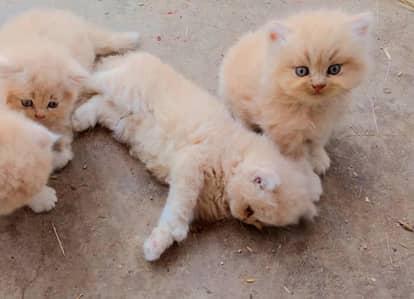Kittens For Sale