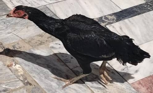 pure aseel murgi for sale location khushab