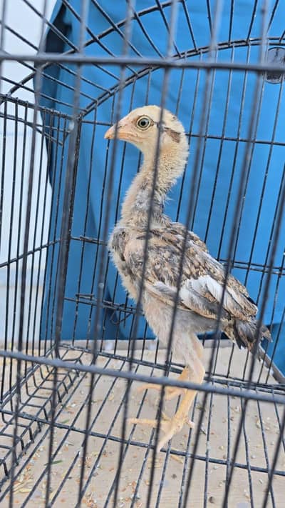 Aseel 5 pathy available for sale