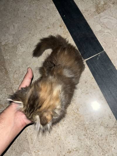 Cat For sale