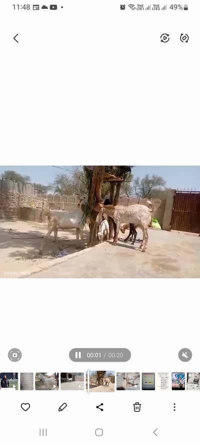 , Goats for sale at Mason Road