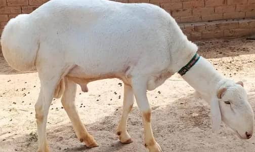 Beautiful Qurbani Fateh jhangi Dumba 03451253115